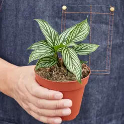 Calathea 'Vittata' — held in hand for size reference