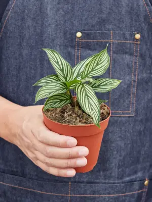 Calathea 'Vittata' — held in hand for size reference