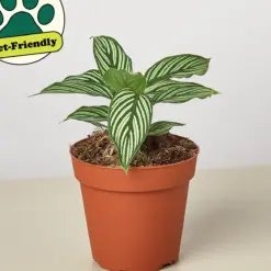 Calathea 'Vittata' — additional view