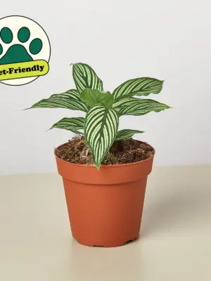 Calathea 'Vittata' — additional view