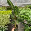 Calathea 'Warscewiczii' houseplant