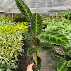 Calathea 'Warscewiczii' houseplant