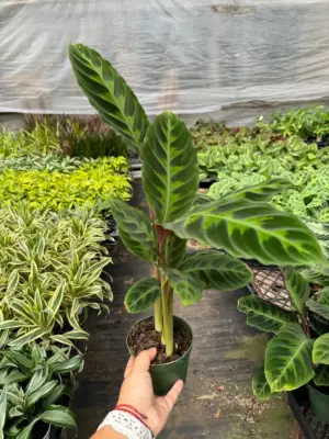 Calathea 'Warscewiczii' houseplant