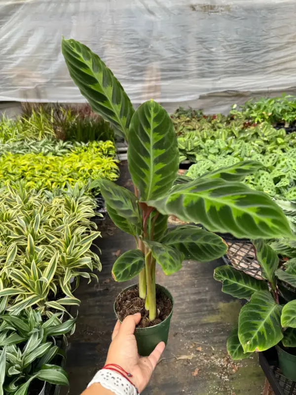 Calathea 'Warscewiczii' houseplant