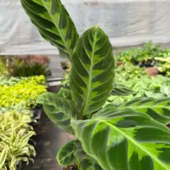 Calathea 'Warscewiczii' — additional view
