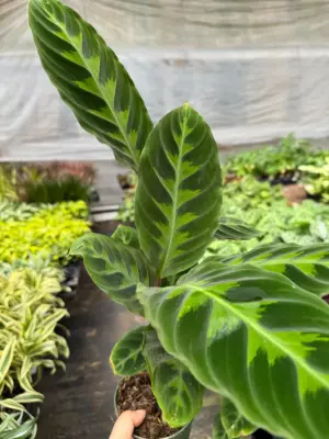 Calathea 'Warscewiczii' — additional view