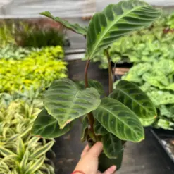 Calathea 'Warscewiczii' — additional view