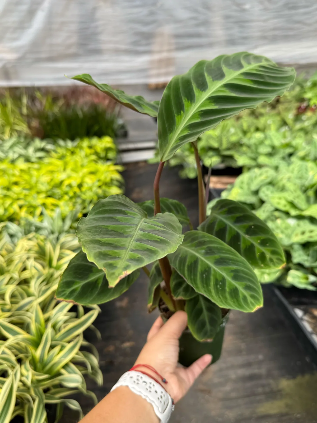 Calathea 