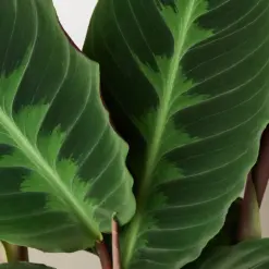 Calathea 'Warscewiczii' — leaf detail close-up