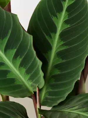 Calathea 'Warscewiczii' — leaf detail close-up