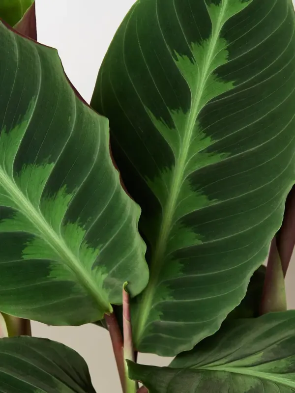 Calathea 'Warscewiczii' — leaf detail close-up