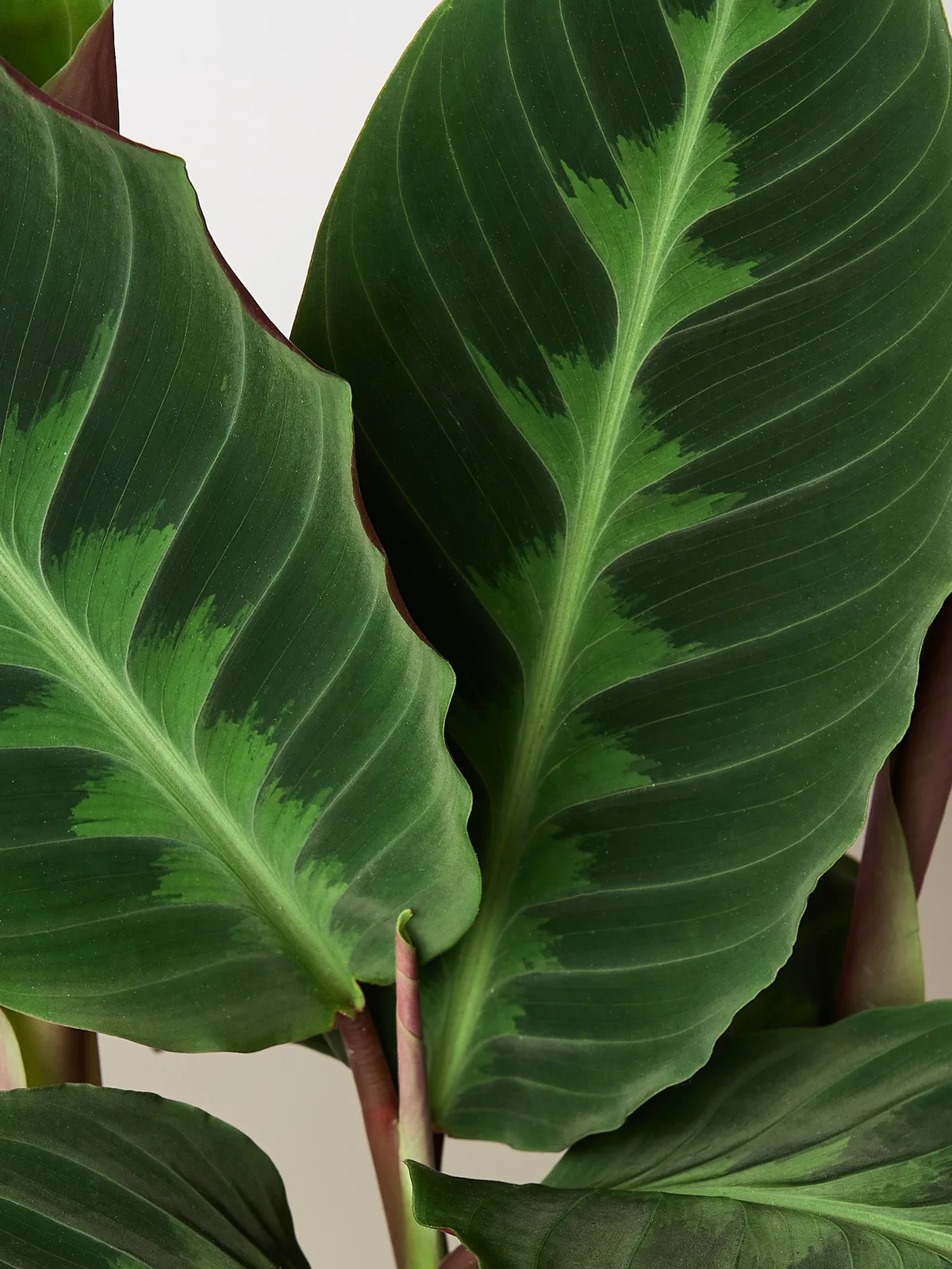 Calathea 
