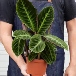 Calathea 'Warscewiczii' — held in hand for size reference