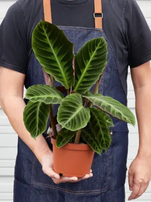 Calathea 'Warscewiczii' — held in hand for size reference
