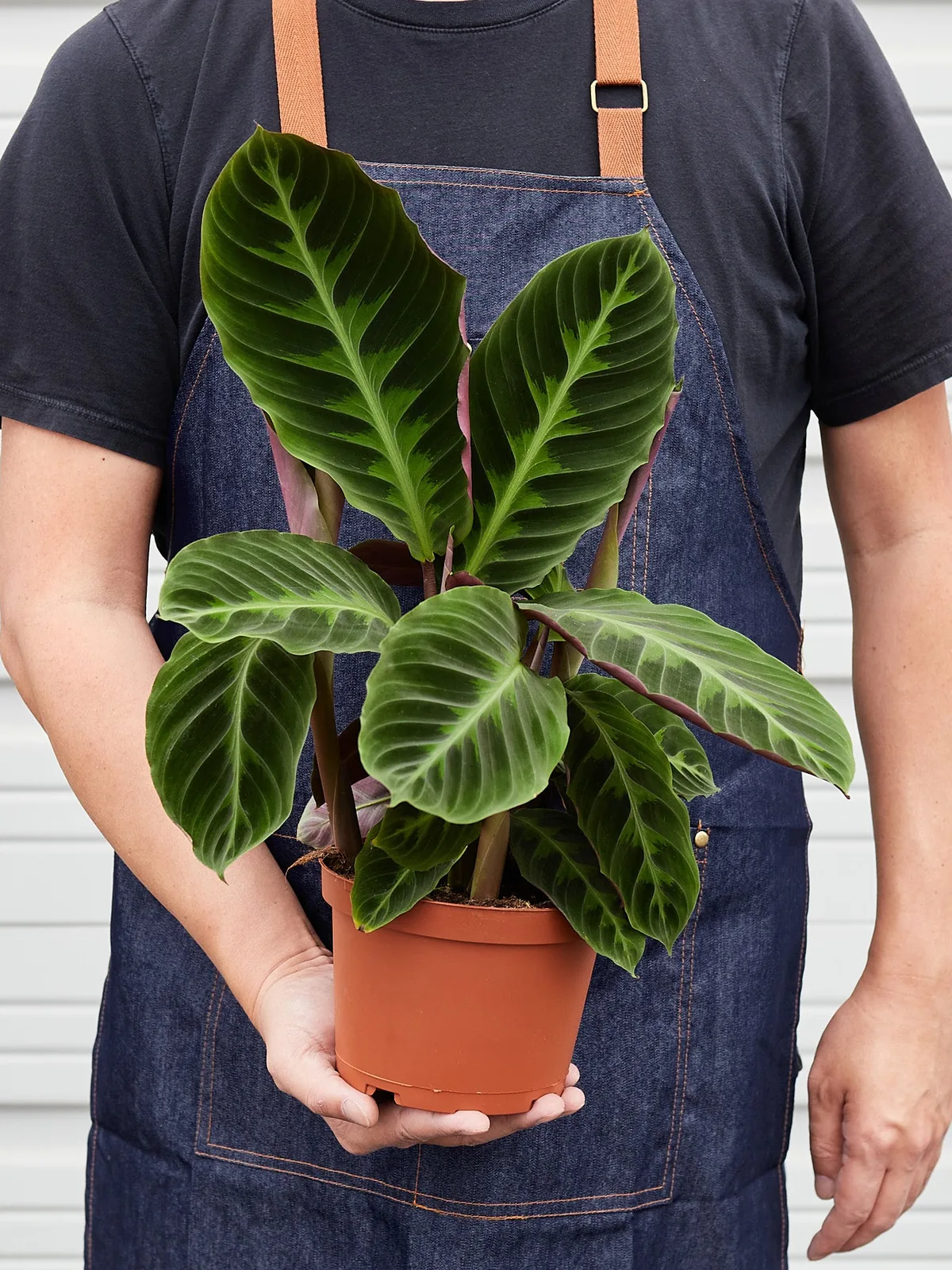 Calathea 