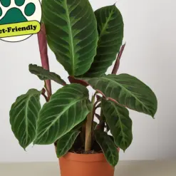 Calathea 'Warscewiczii' — additional view