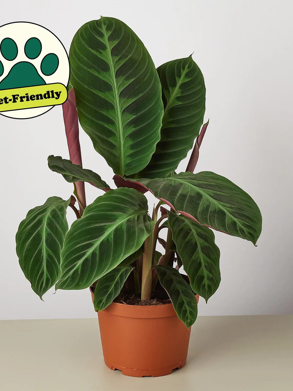 Calathea 