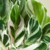 Calathea 'White Fusion' houseplant