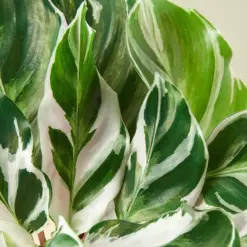Calathea 'White Fusion' houseplant