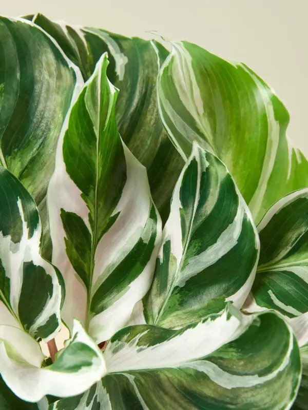 Calathea 'White Fusion' houseplant
