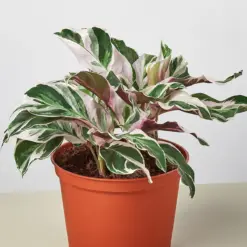 Calathea 'White Fusion' — additional view