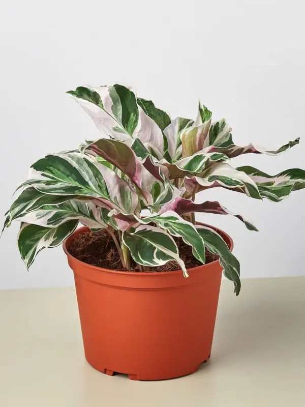 Calathea 'White Fusion' — additional view
