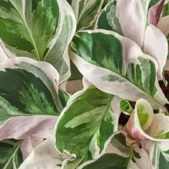 Calathea 'White Fusion' — additional view