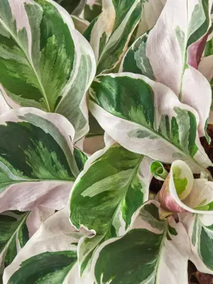 Calathea 'White Fusion' — additional view