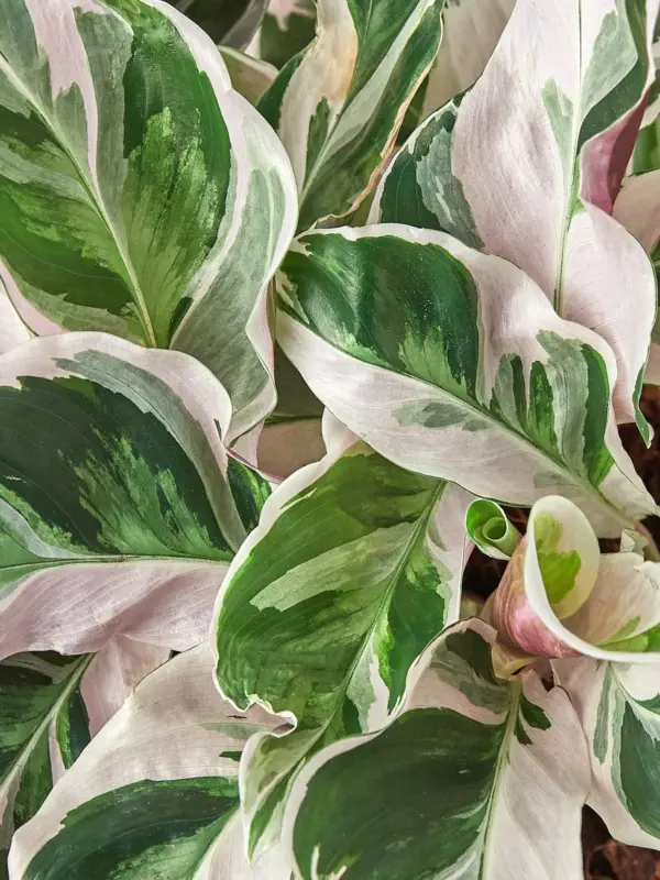 Calathea 'White Fusion' — additional view