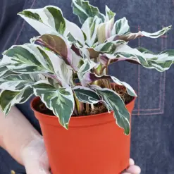 Calathea 'White Fusion' — additional view