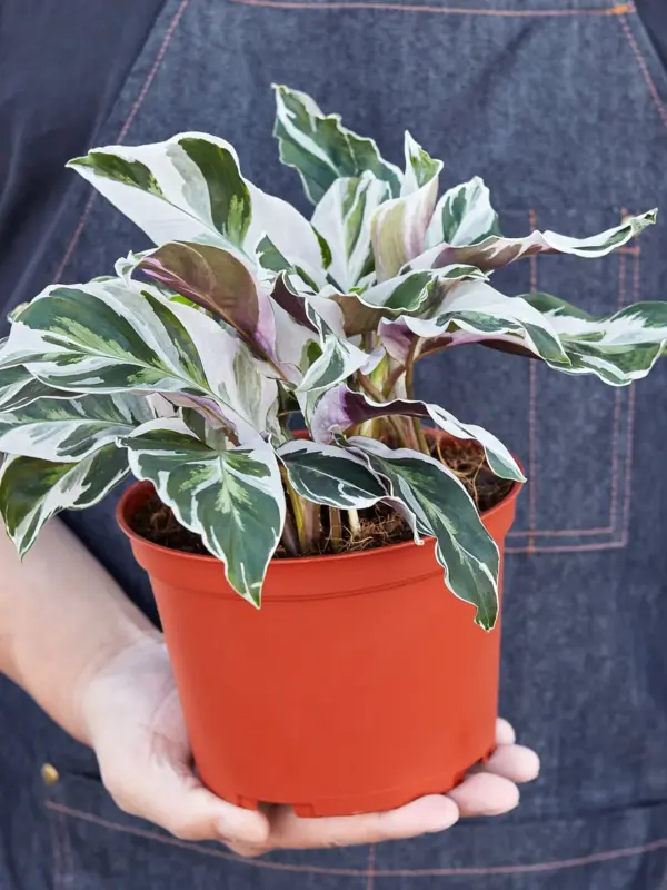 Calathea 'White Fusion' — additional view