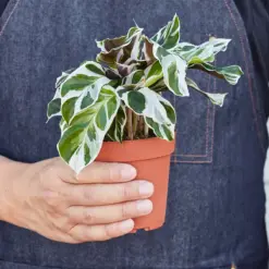 Calathea 'White Fusion' — held in hand for size reference