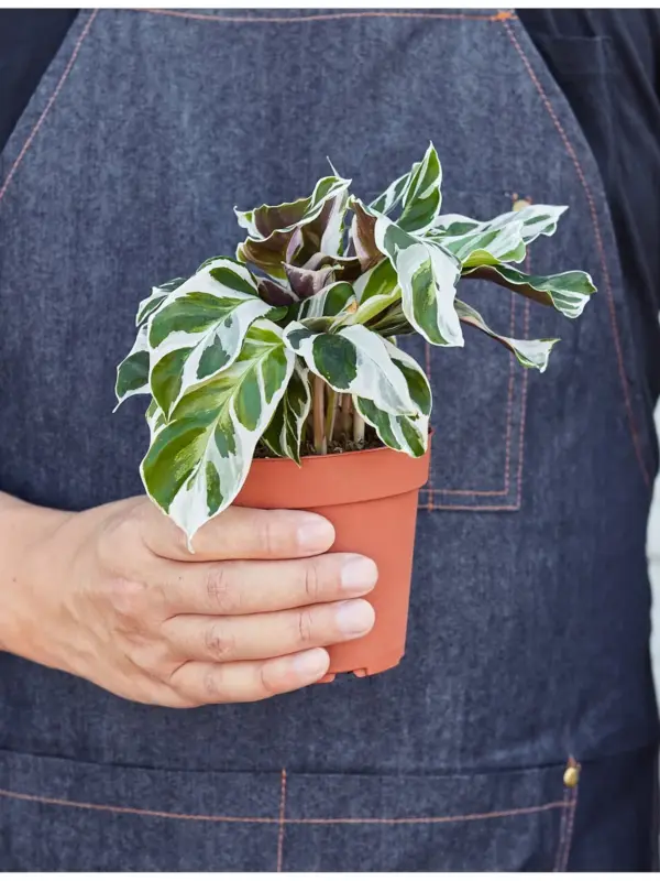 Calathea 'White Fusion' — held in hand for size reference