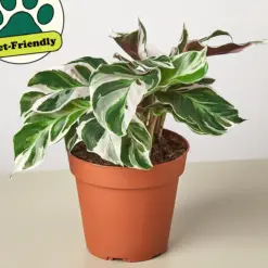 Calathea 'White Fusion' — additional view