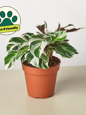 Calathea 'White Fusion' — additional view