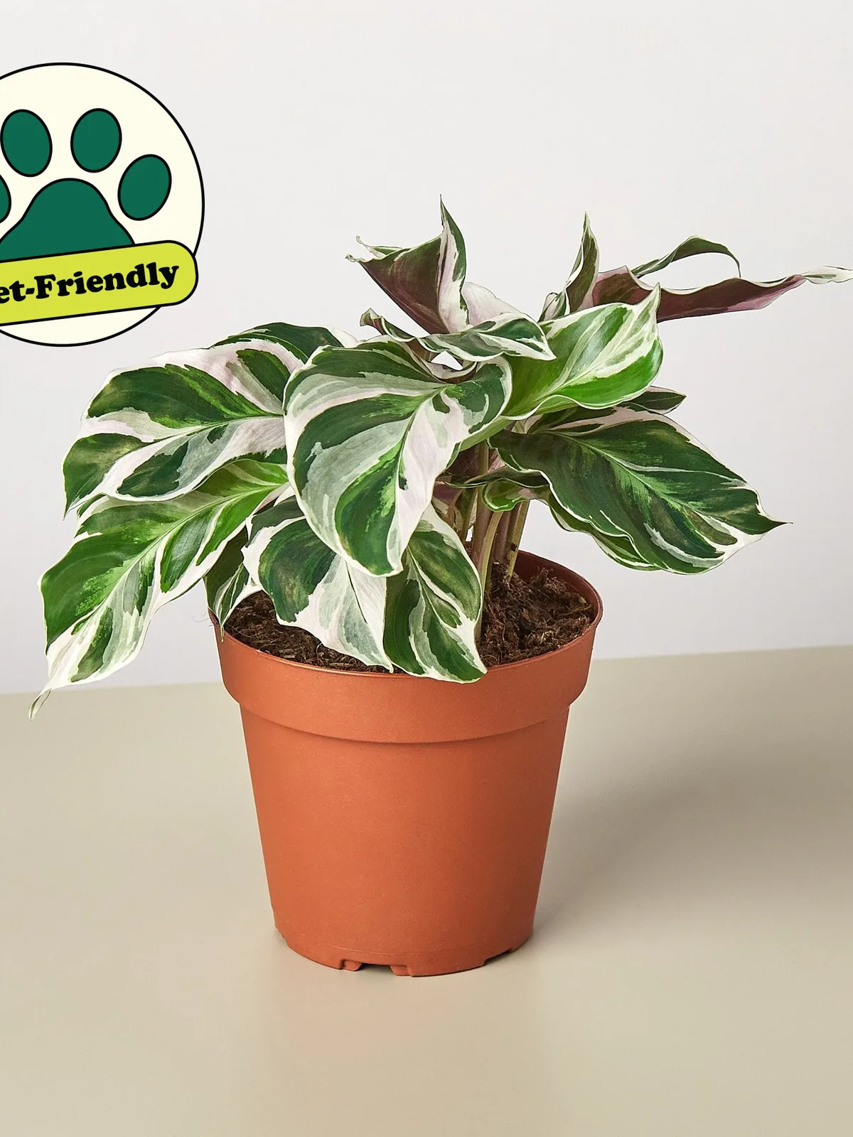 Calathea 