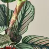 Calathea 'White Star' houseplant