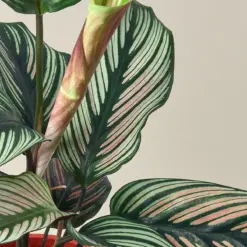 Calathea 'White Star' houseplant