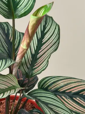 Calathea 'White Star' houseplant