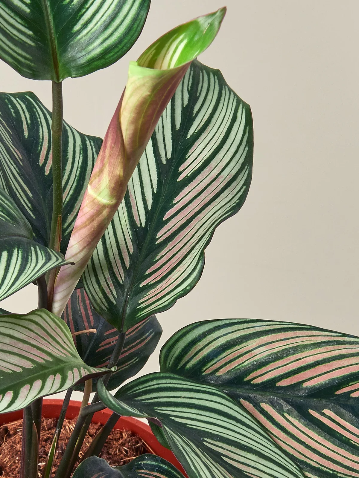 Calathea 