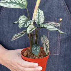 Calathea 'White Star' — held in hand for size reference