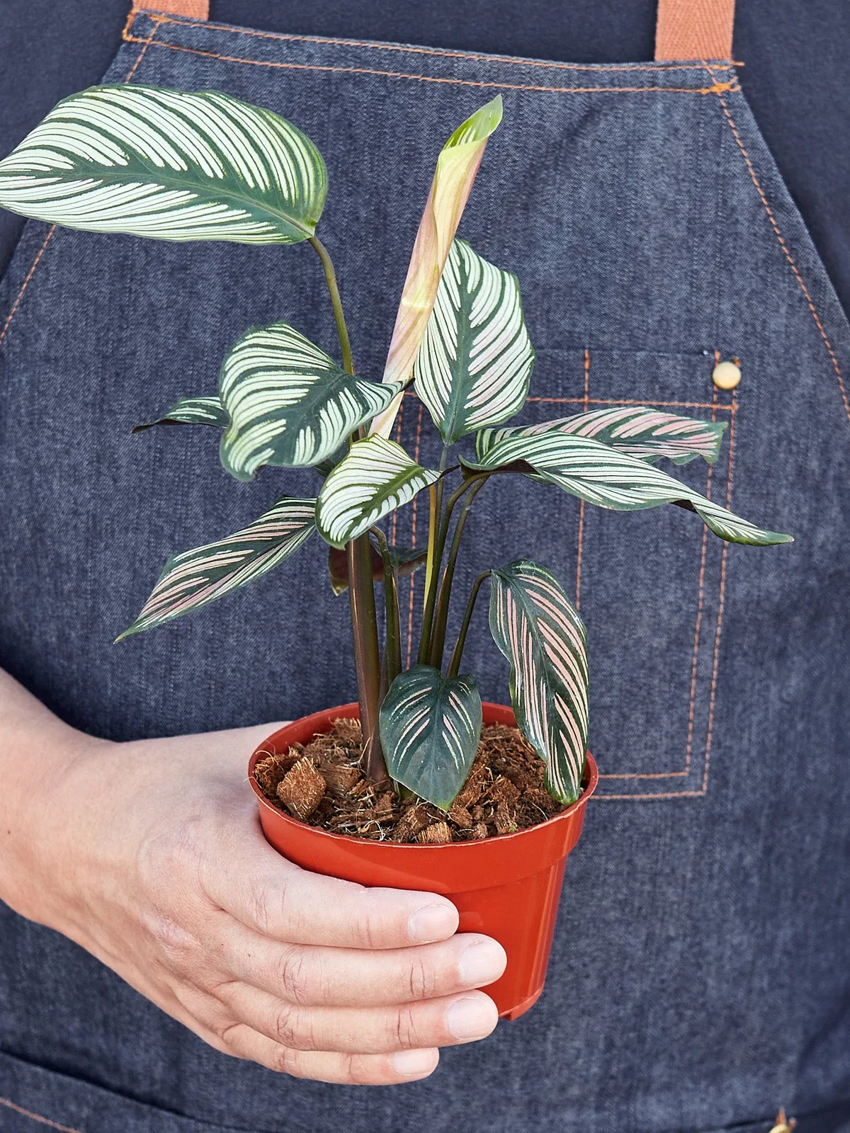 Calathea 