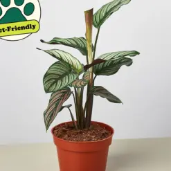 Calathea 'White Star' — additional view