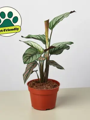 Calathea 'White Star' — additional view