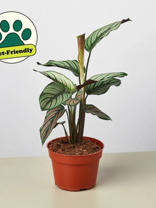 Calathea 'White Star' — additional view