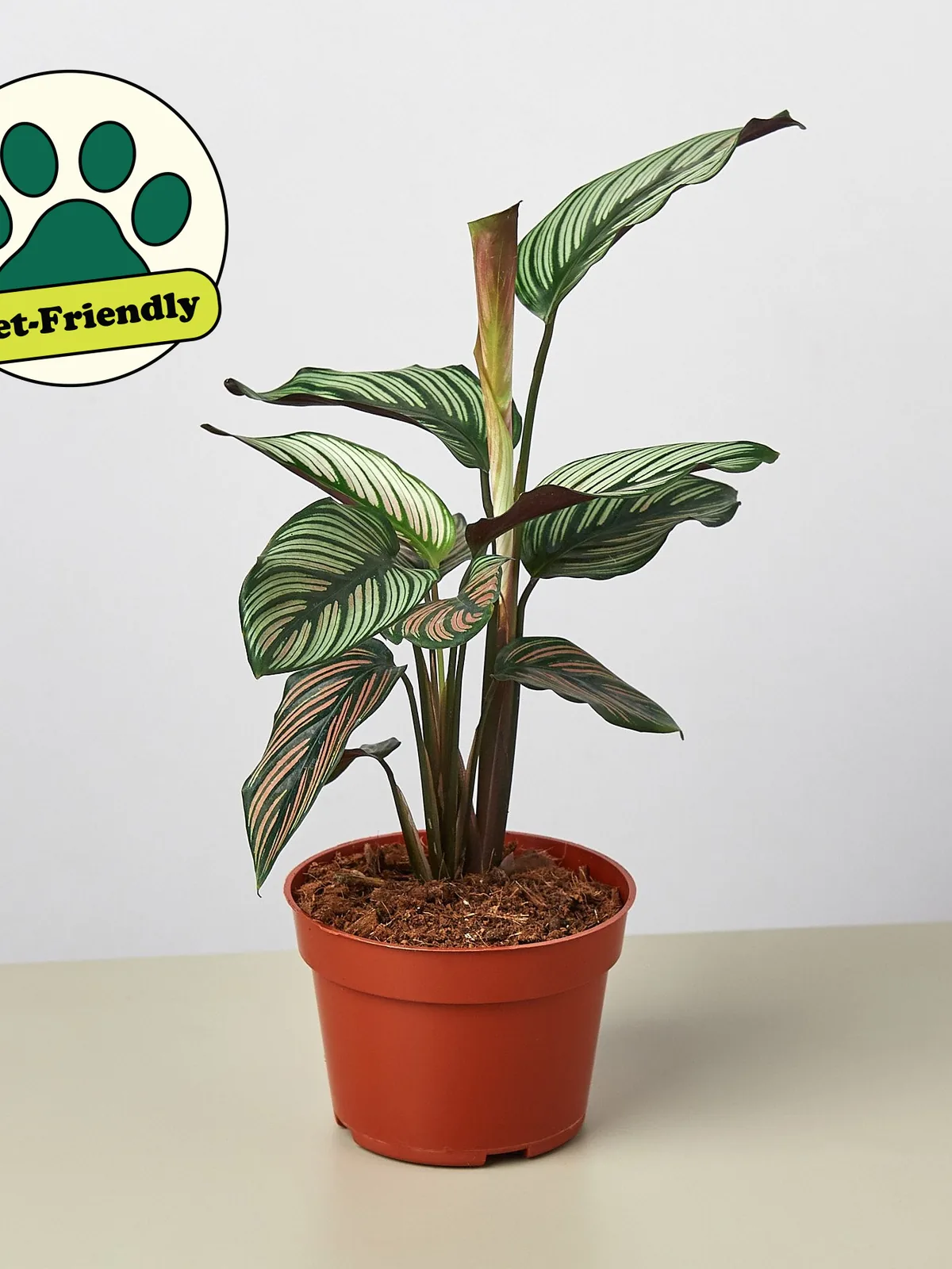 Calathea 