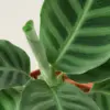 Calathea 'Zebrina' houseplant
