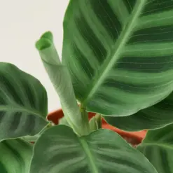 Calathea 'Zebrina' houseplant