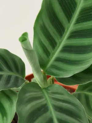 Calathea 'Zebrina' houseplant