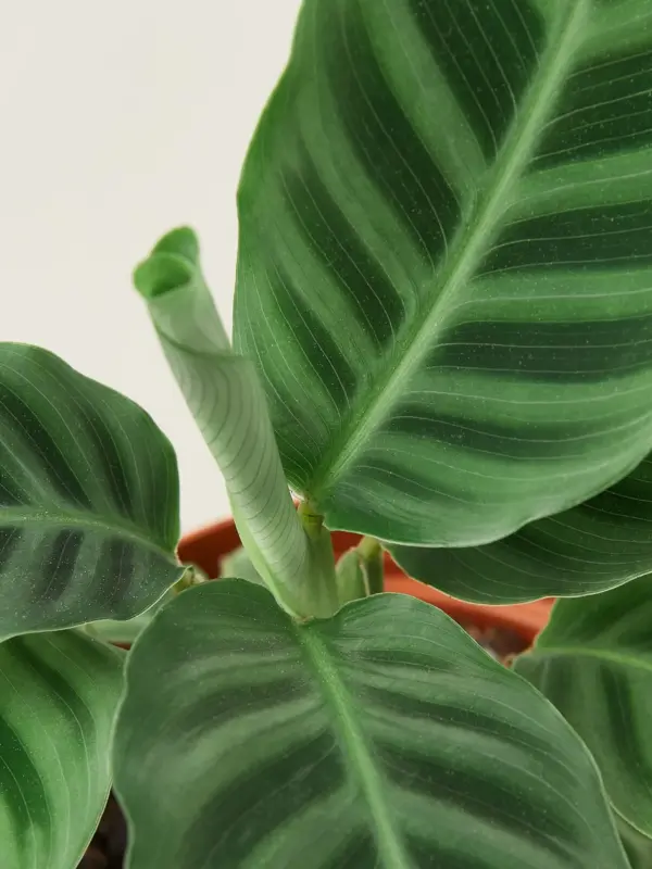 Calathea 'Zebrina' houseplant
